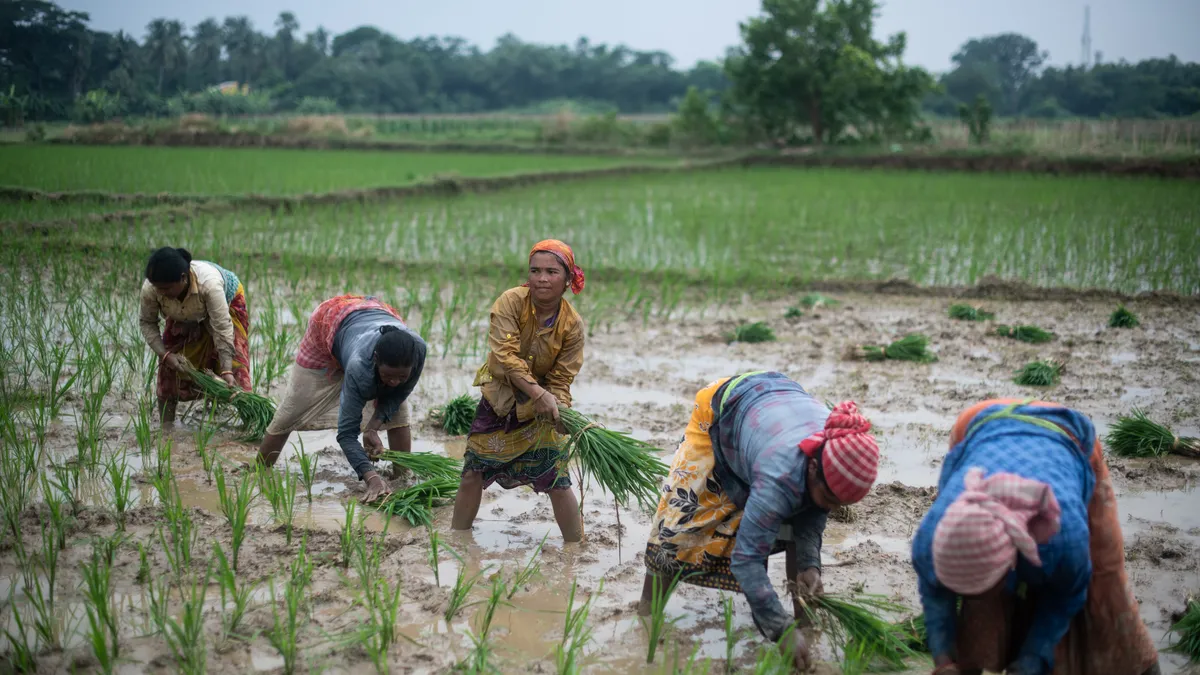 A group of farmers bend down to pick up rice. One woman stands between them