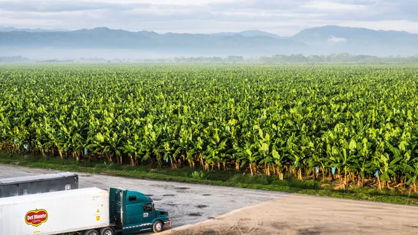 A banana plant located in Cost Rica with a truck seen on the side.