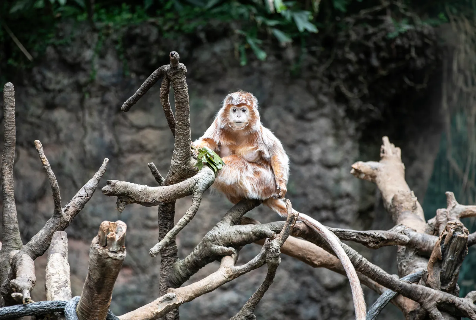 A monkey is perched on the branch of a tree at the Bronx Zoo in New York City.