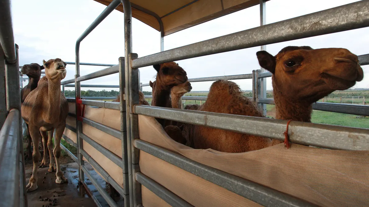 Camel milk product