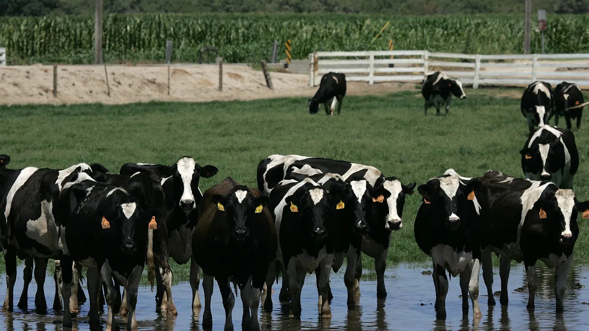 Dairy cows wade in water at a farm in Turlock, California in 2006.