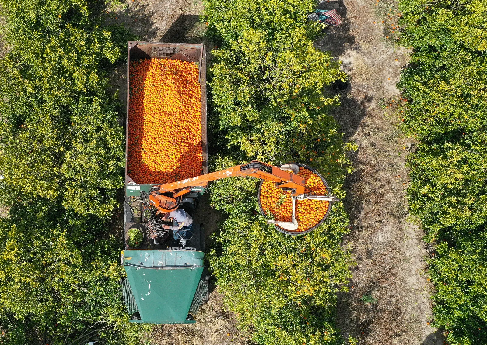 Aerial view of oranges being harvested in Florida