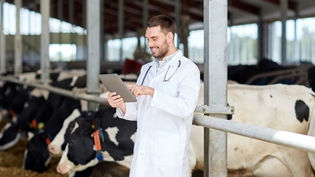 Veterinarian with tablet or pc with cows on a dairy farm.