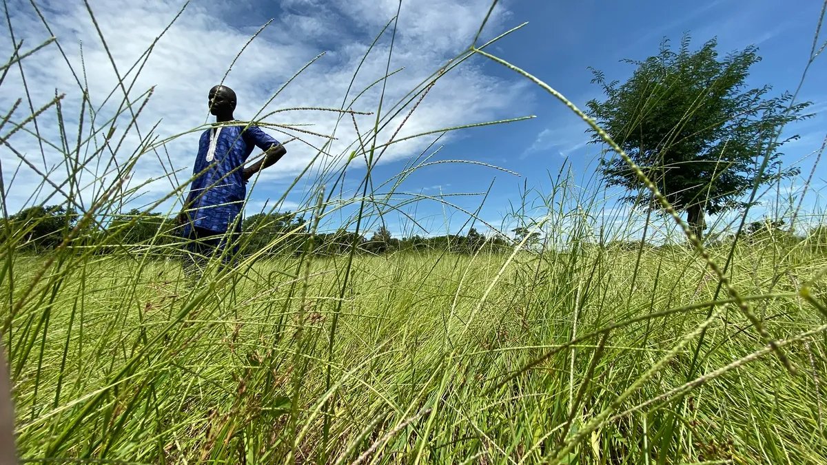 A farmer stands in a field of fonio in Senegal.