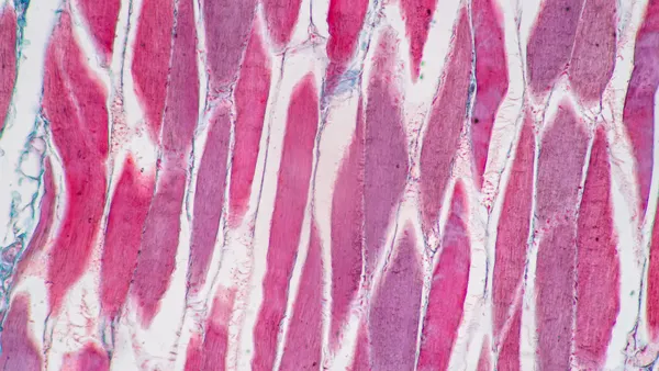Histological sample Striated (Skeletal) muscle of mammal Tissue under the microscope.