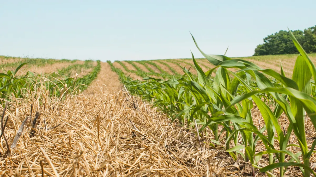 A close up of a field