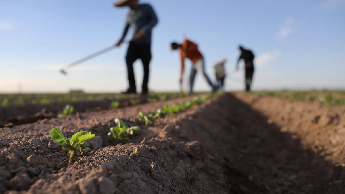 Cabbage seedlings are seen in the foreground in a field with farmworkers in the background.