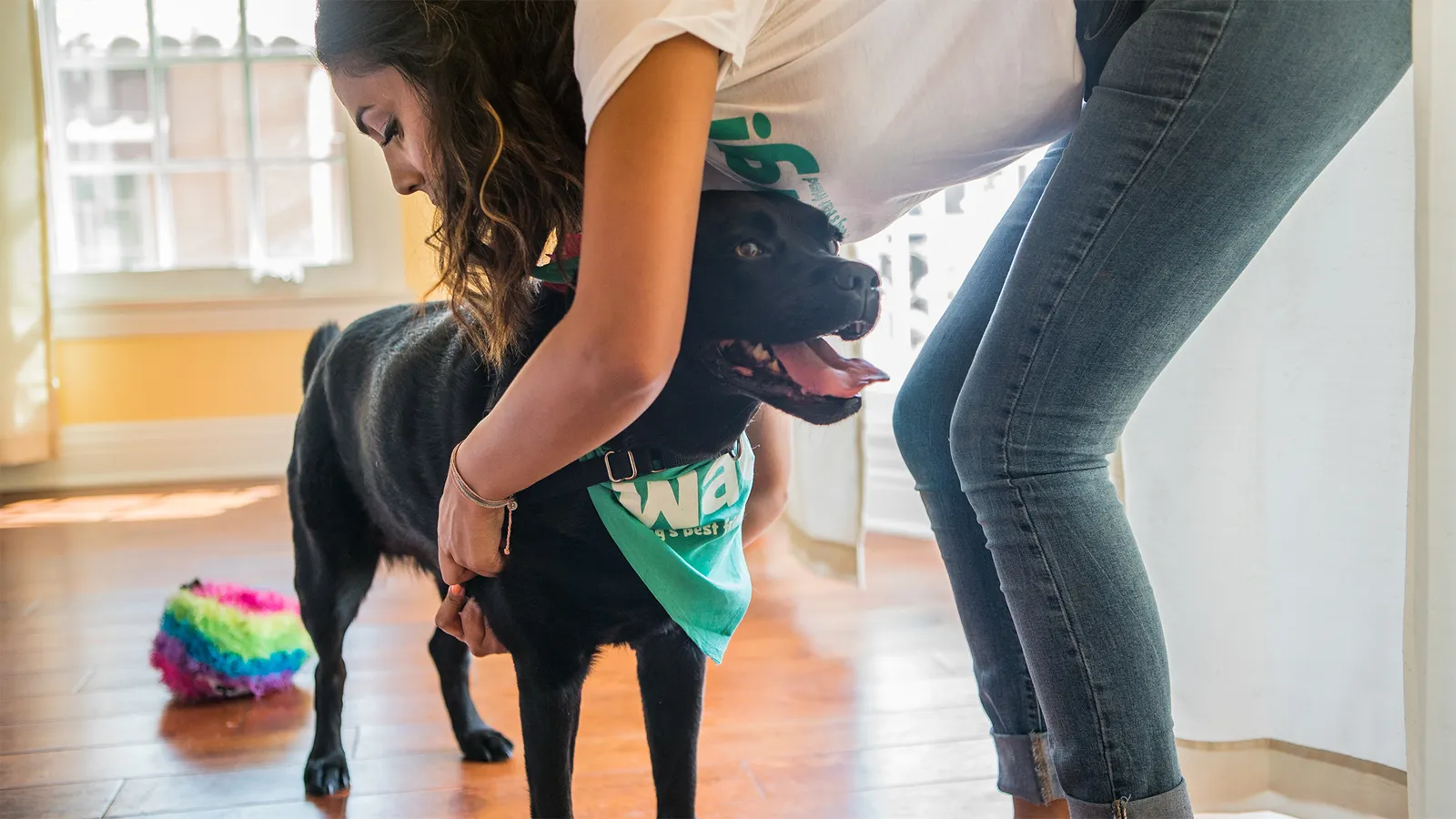 A person fastens a harness on a black dog. The dog is wearing a "Wag!" bandana.