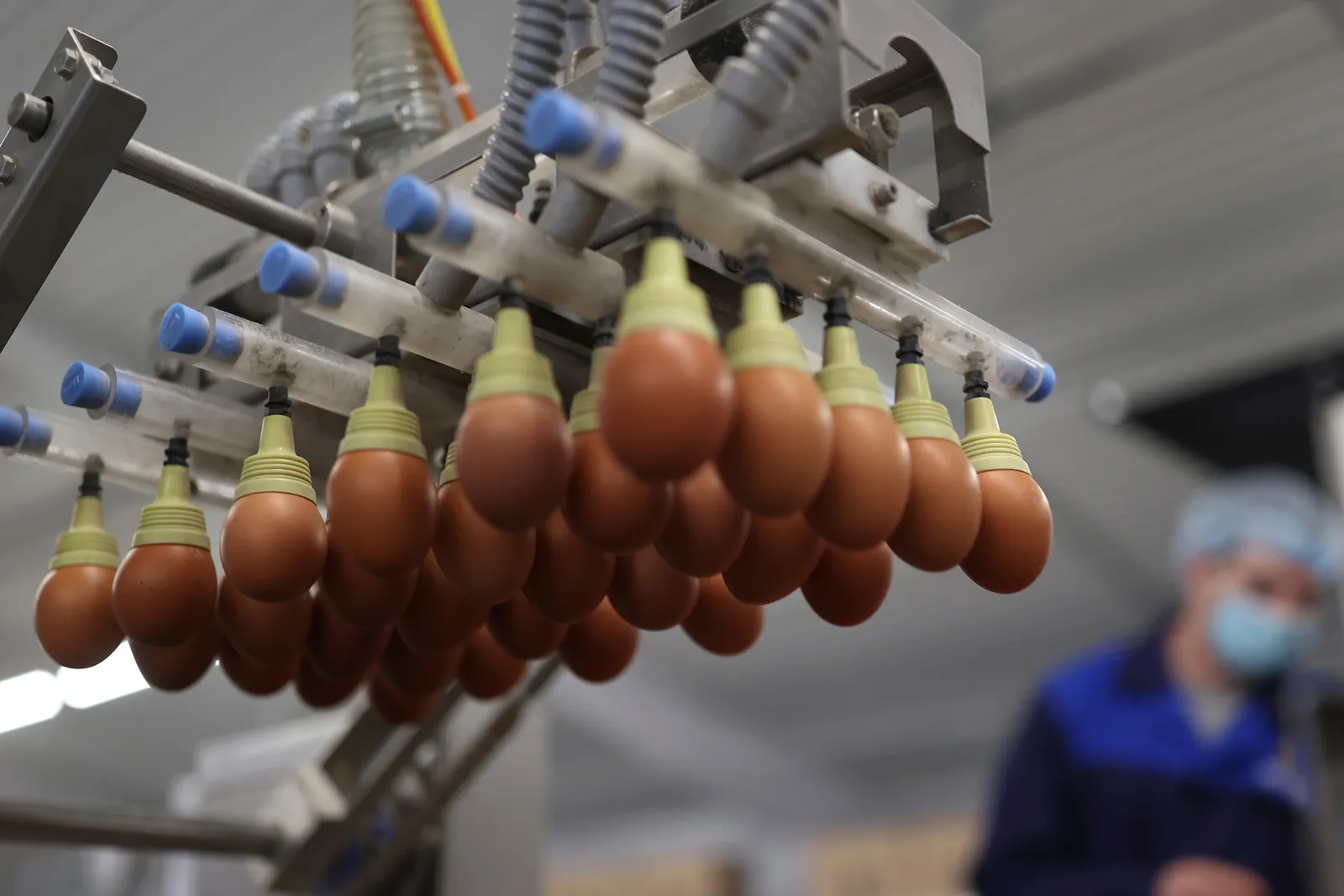 Eggs are suction to a machine for packing.