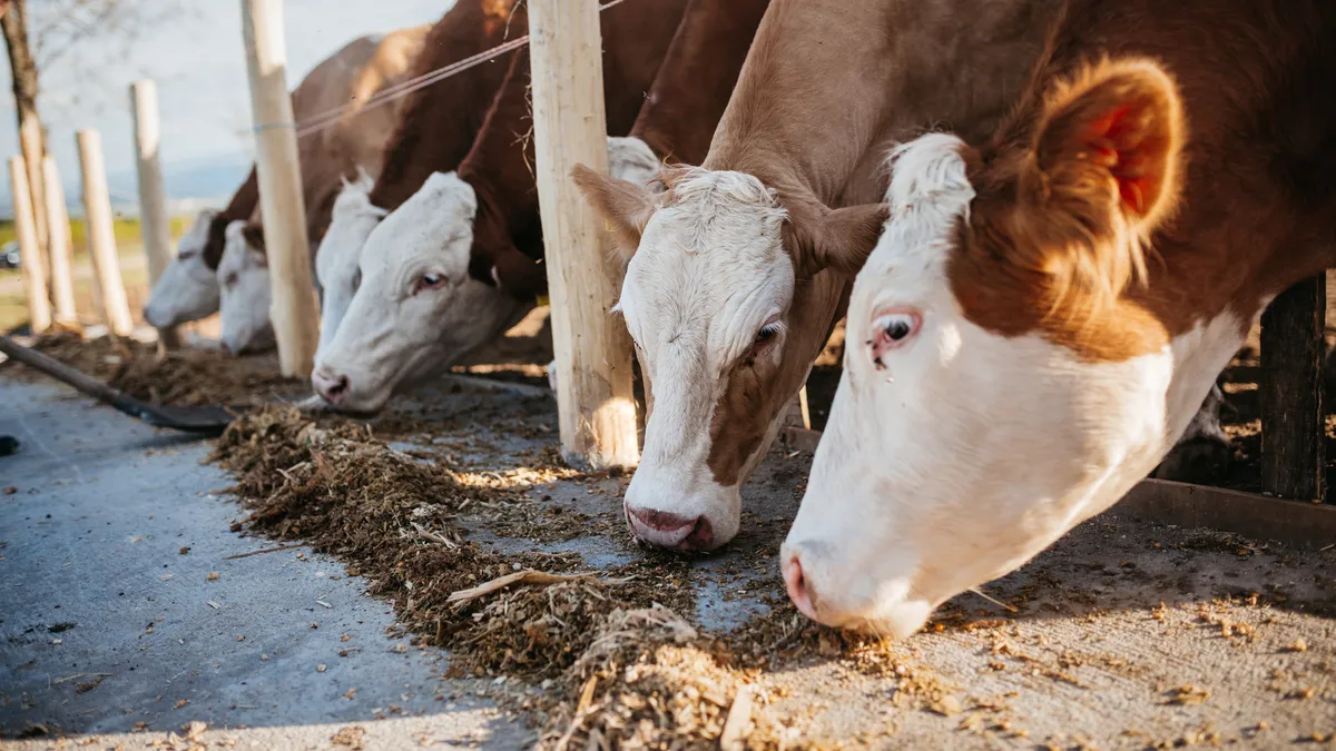 Cows, cattle, eating feed