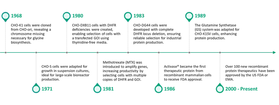 Evolution of CHO cells in cell line development