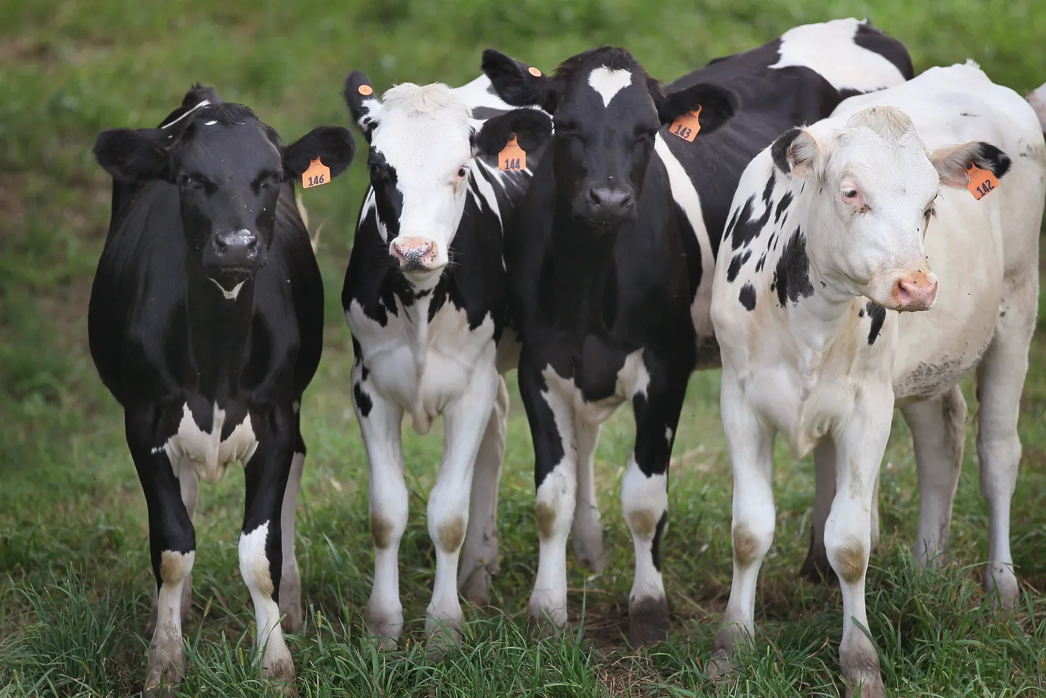 Young dairy calves stand on a pasture