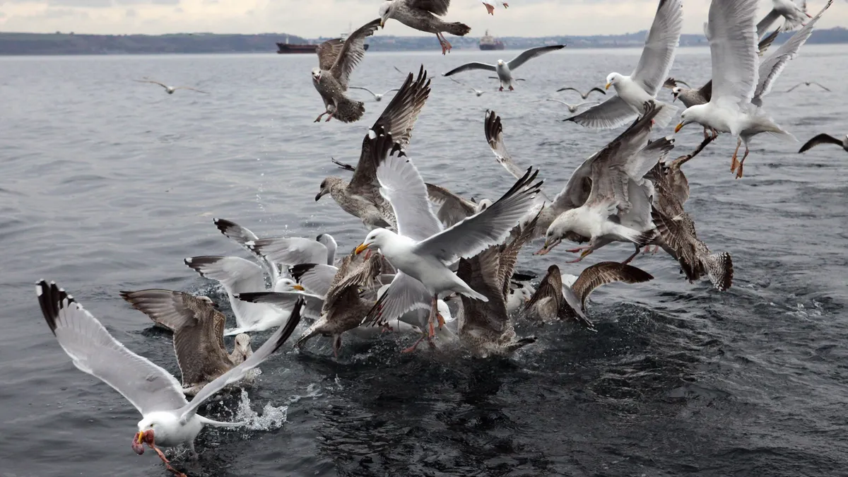 Gulls swarm to eat fishing waste from vessel.