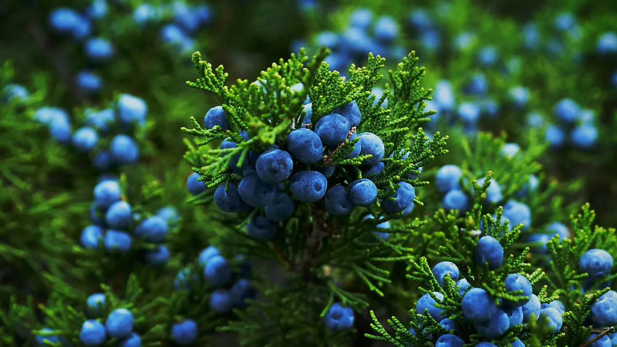 Juniper bush.