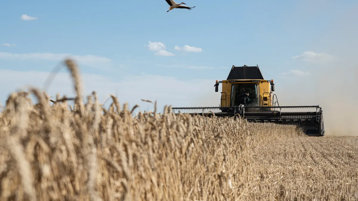 A stork flies above a wheat field as a combine harvests the crops.