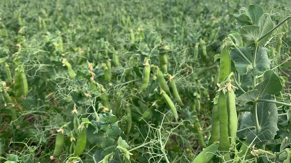 Peas growing as part of Equinom's yellow pea breeding program