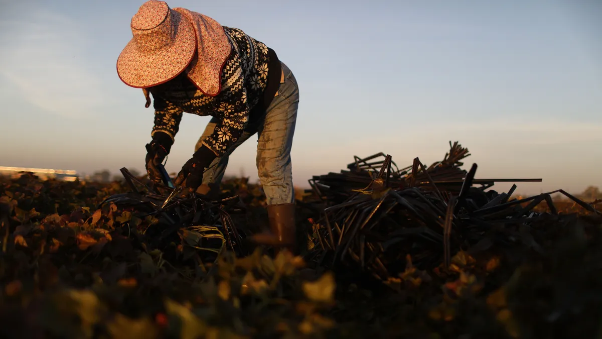 A farmworker with a large brimmed hat bends over on a farm field