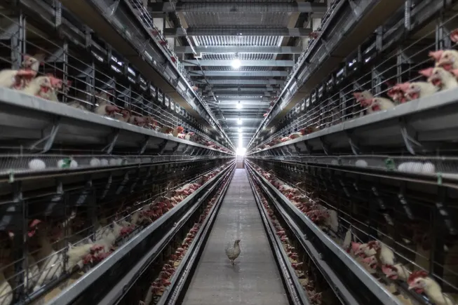 California voters reject ban on ‘factory farming’ | Agriculture Dive