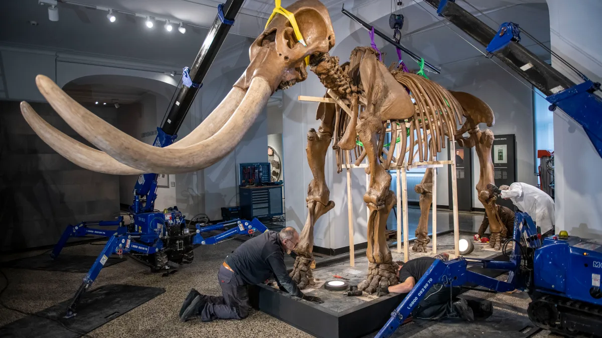 skeleton of a mastodon