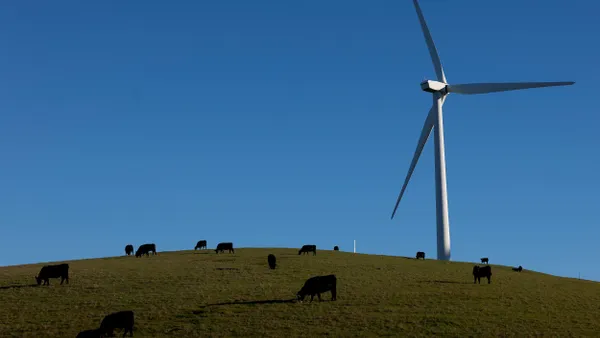 Cows graze near a wind turbine.