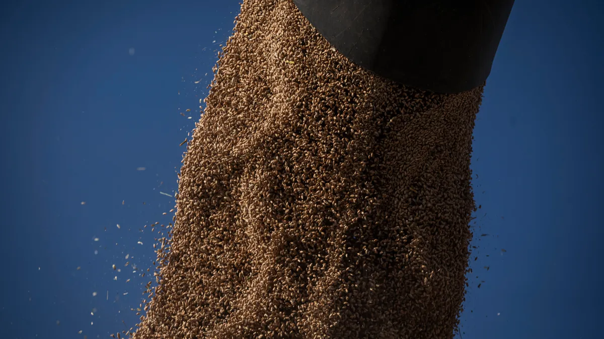 Wheat is seen poured out of a shute