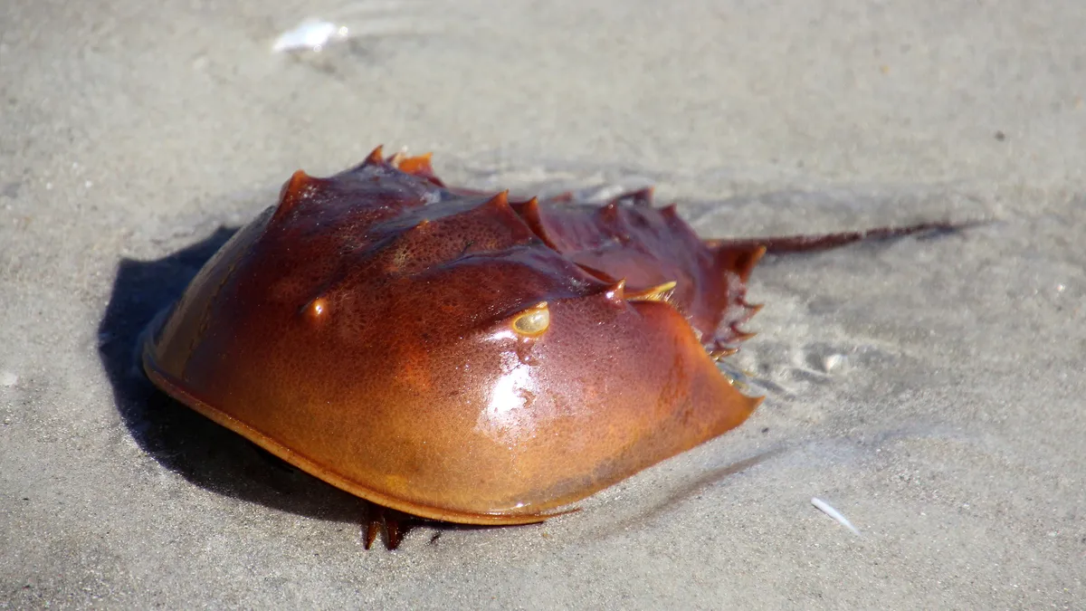 Horseshoe crab