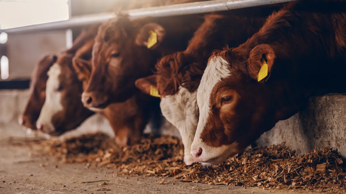 Cows, cattle, eating feed