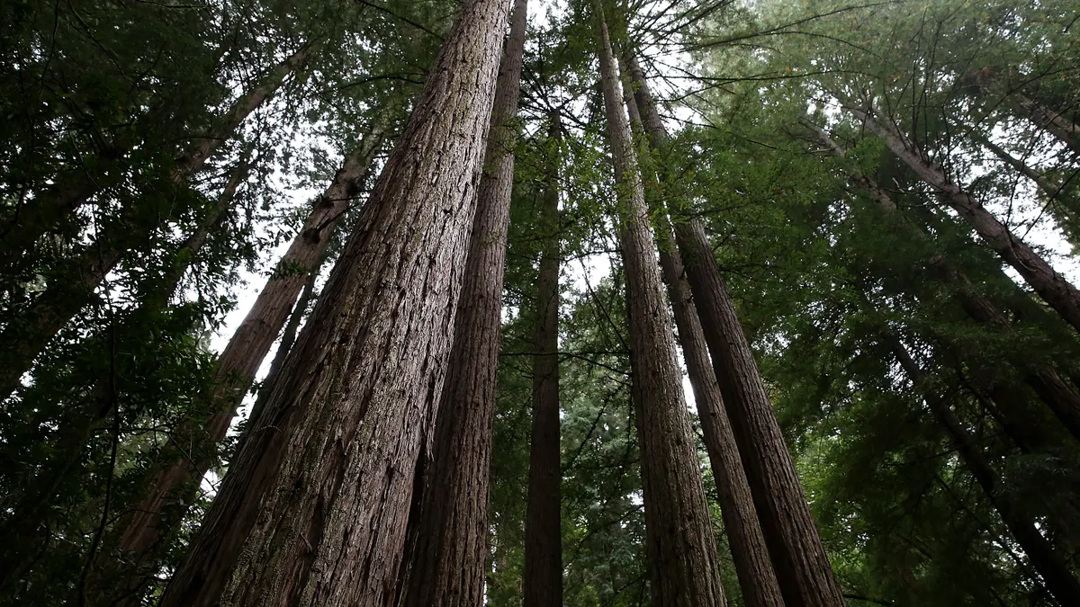 A photo looking up the trunk of redwood trees in a forest.