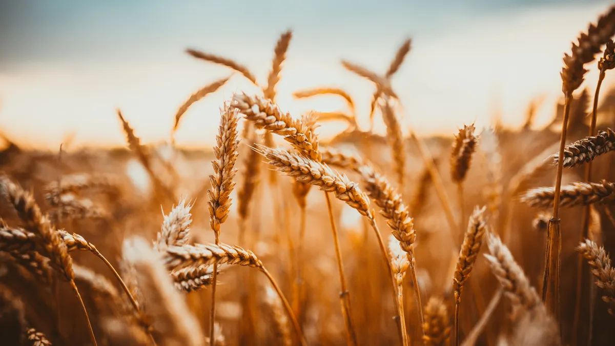 Close up shot of wheat field