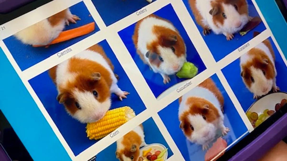 A screen on a tablet shows multiple images of a guinea pig eating a fruit or vegetable.