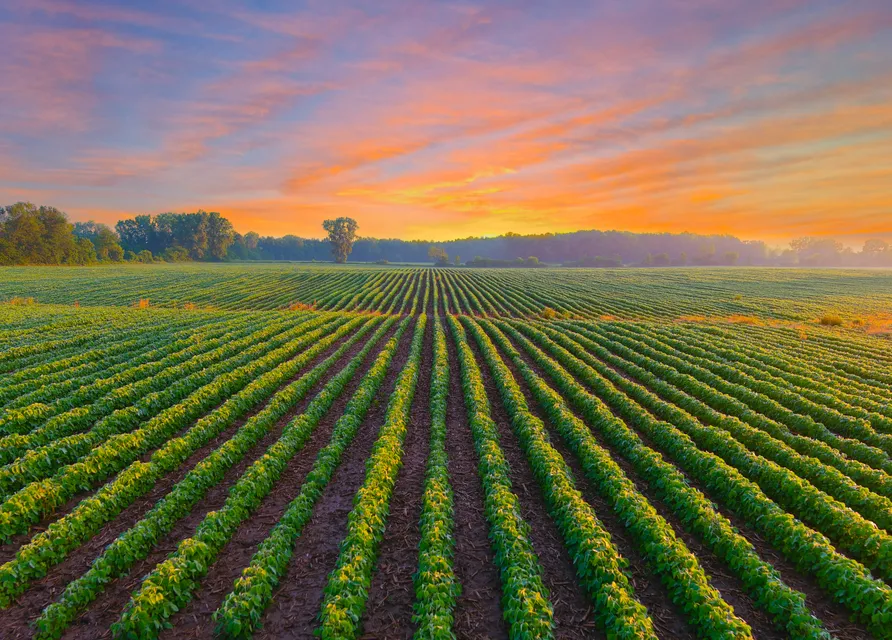 Watch Boost Crop Yields and Cut Crop Losses with Visual AI for Precision Agriculture