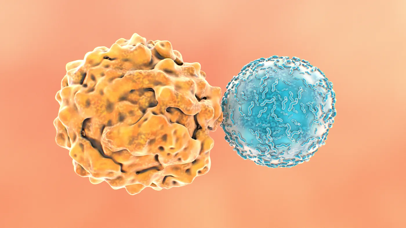 An illustration of a T cell attacking a cancer cell