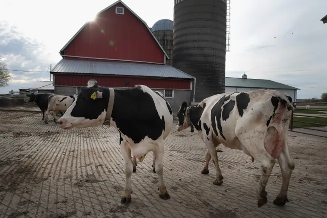 Avian influenza found in US dairy cattle | Agriculture Dive