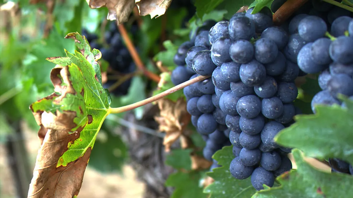 grapes