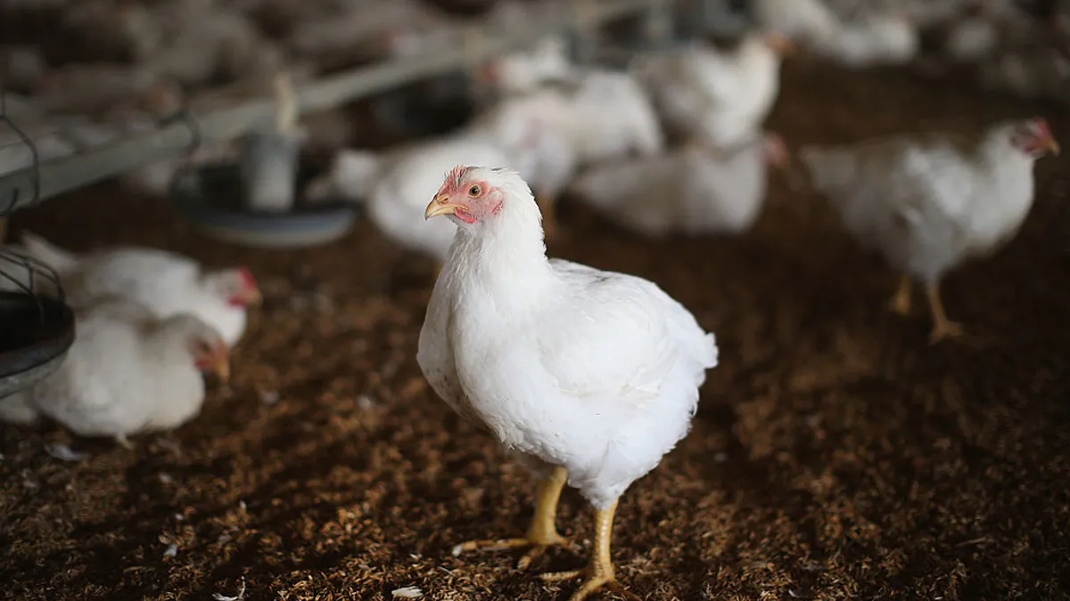 Chickens gather around a feeder in a farm