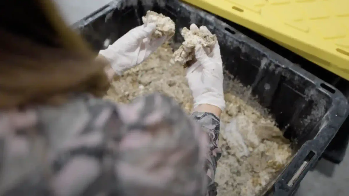 A person wearing white gloves rubs a white compound in their hands. beneath them is a box of the stuff.