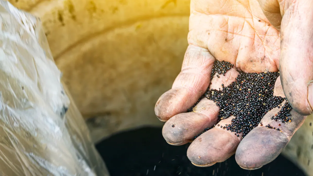 A hand holding tiny seeds mixed with phosphate fertilizer over a yellow bucket.