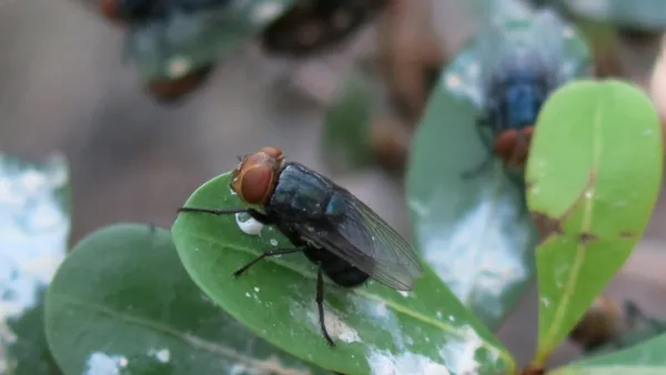 A New World screwworm fly stands on a leaf.