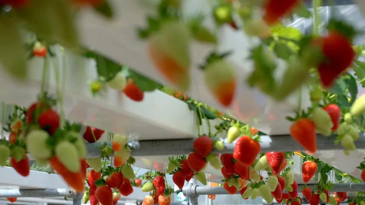 These strawberries were grown hydroponically as part of the Plant Growth Unit at Massey University in New Zealand.
