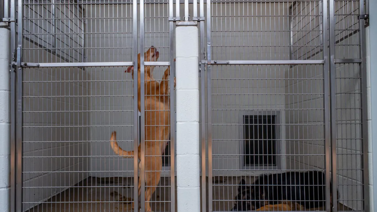 A view into two cages in a shelter for dogs, with a brown dog jumping up in one cage.