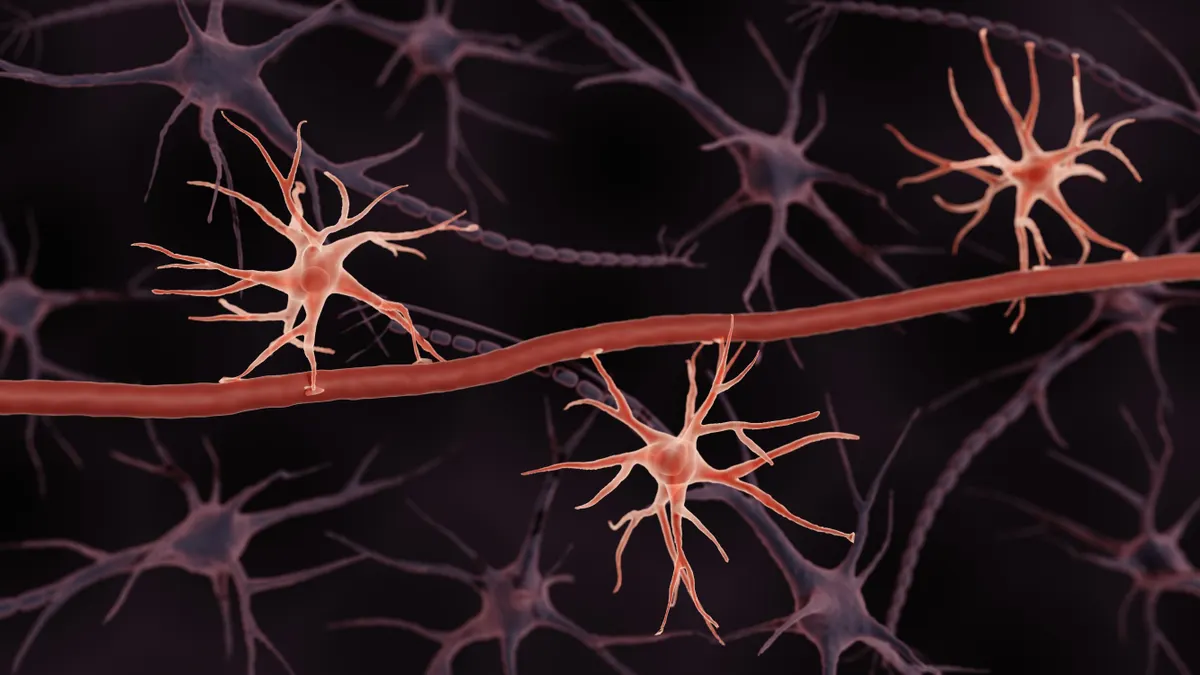 An illustration of astrocytes forming the blood-brain barrier.