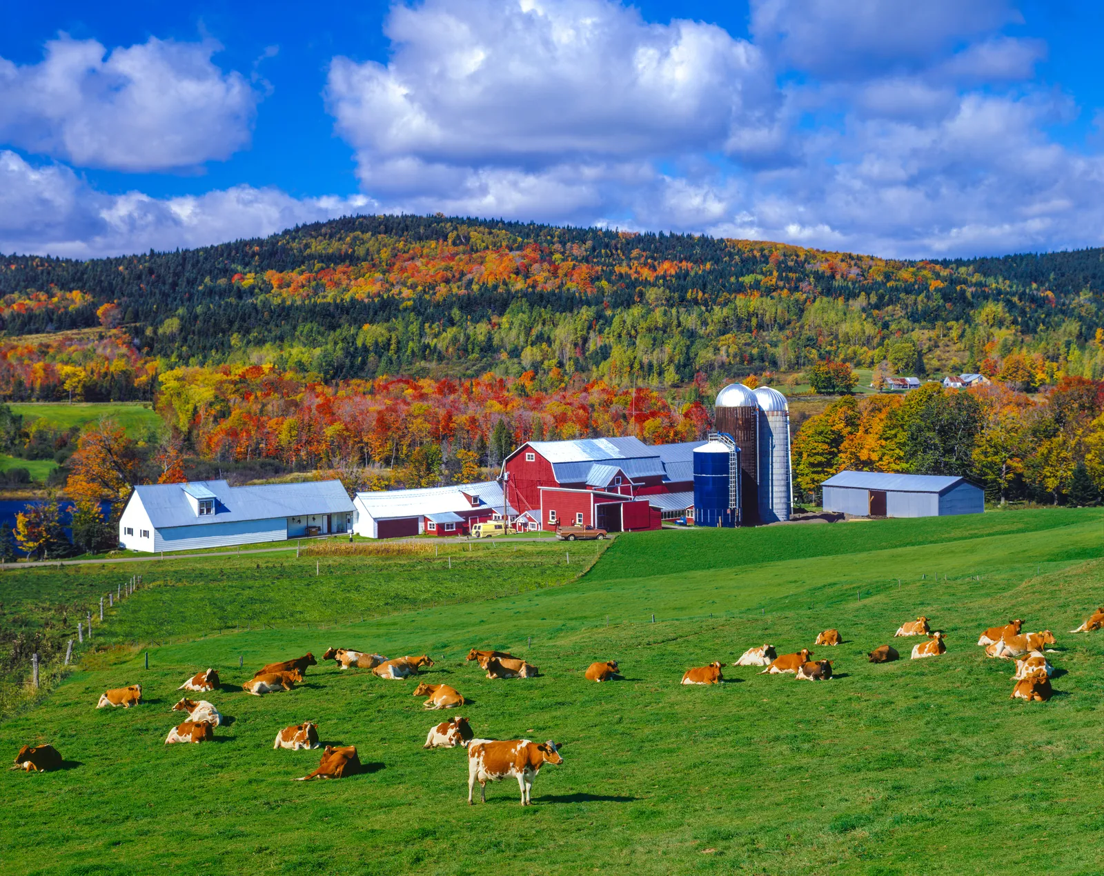 Farm landscape with mountains in the background, farm buildings in the middle and grazing cows in foreground