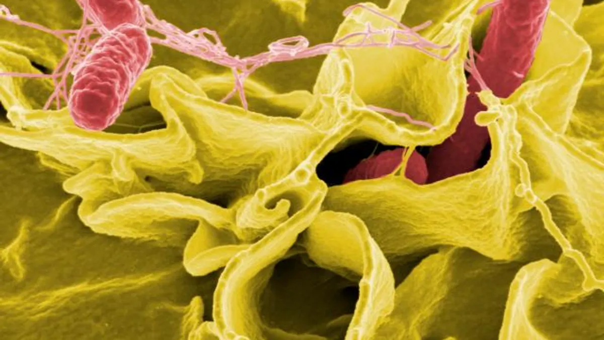 Salmonella bacteria, a common cause of foodborne disease, invade an immune cell.
