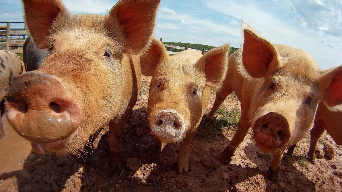 Pigs at Keenbell Farm are pasture raised by 3rd generation farmer CJ Isbell in Rockville, VA, on Friday, May 6, 2011.