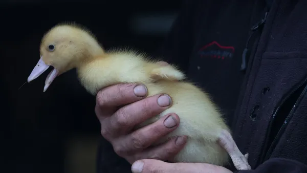 A close up of a baby duck is seen in the arms of a farmer