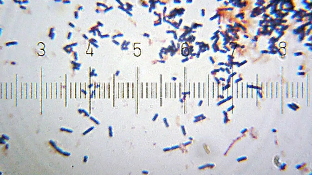 Lactobacillus acidophilus from a commercially-sold nutritional supplement tablet. 100× objective, 15× eyepiece; numbered ticks are 11 µM apart. Gram stained. each pixel is a 0.038-µM square.
