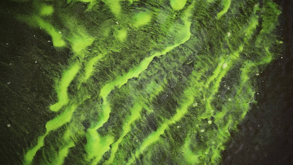 Green algae blooms are seen at the Port Mayaca Lock and Dam on Lake Okeechobee on July 10, 2018 in Port Mayaca, Florida.