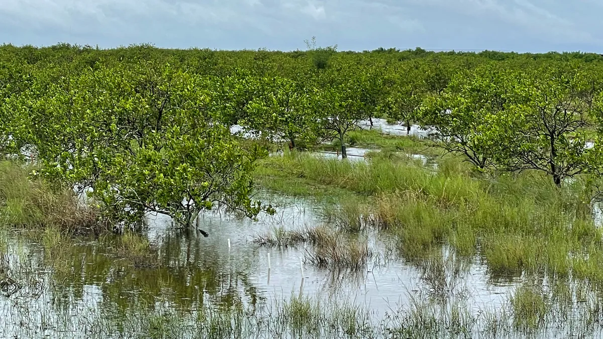 Orange trees stand in water