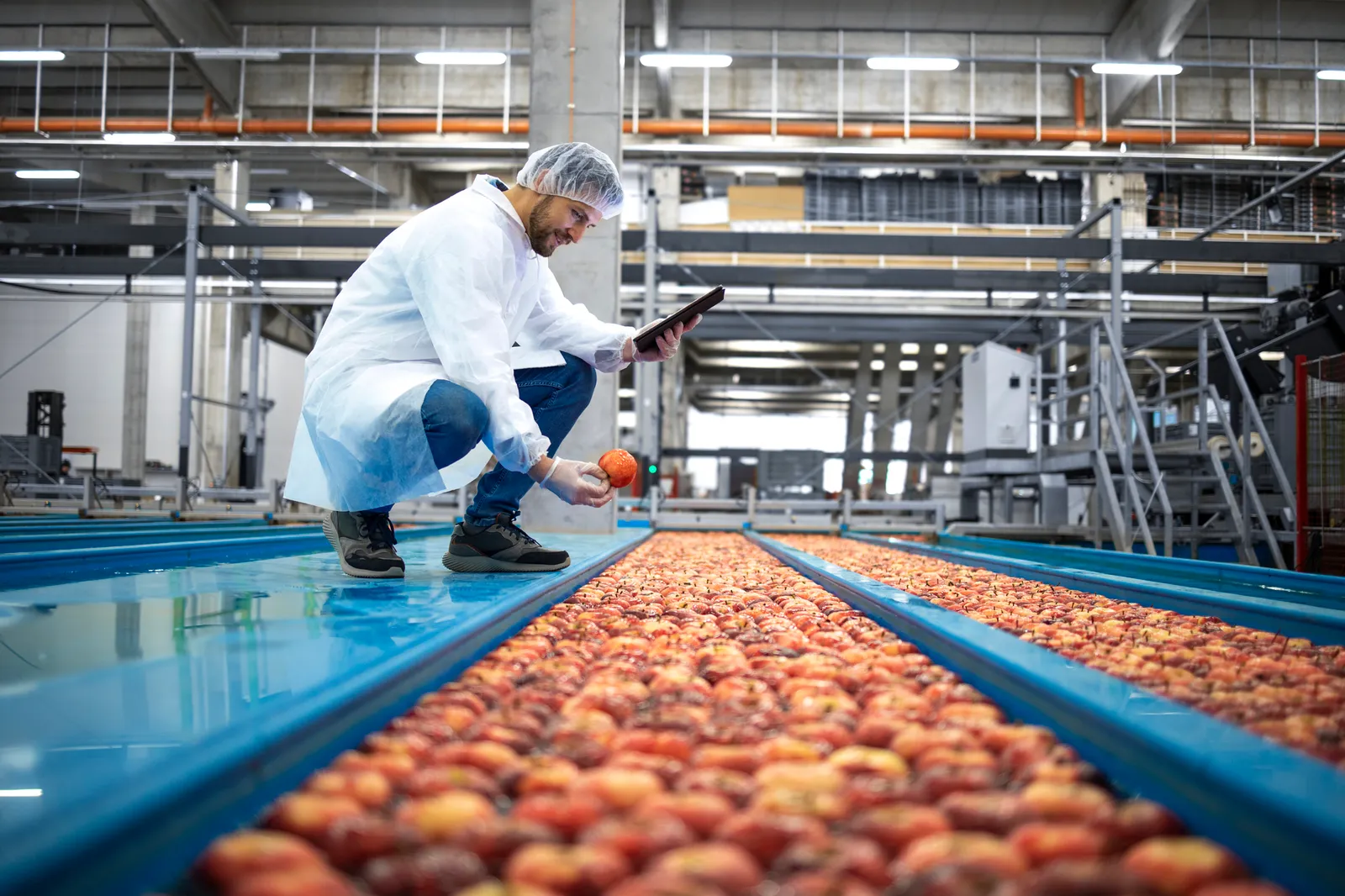 Technologist with tablet computer standing by water tank conveyers doing quality control of apple fruit production in a food processing plant.