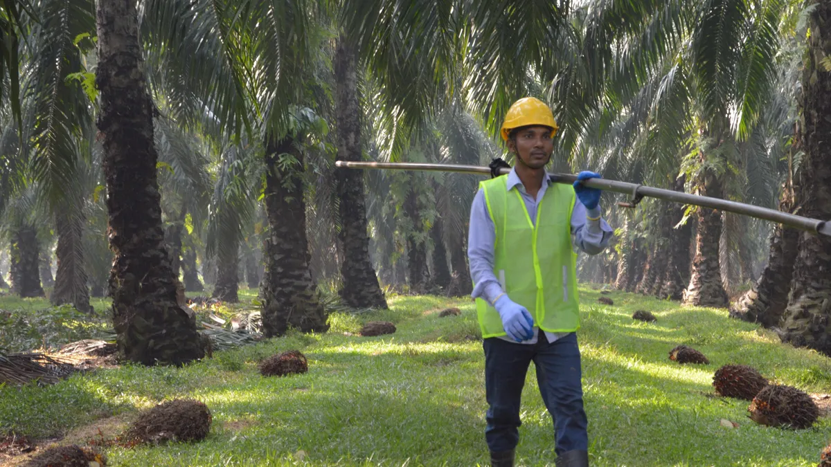 palm oil plantation